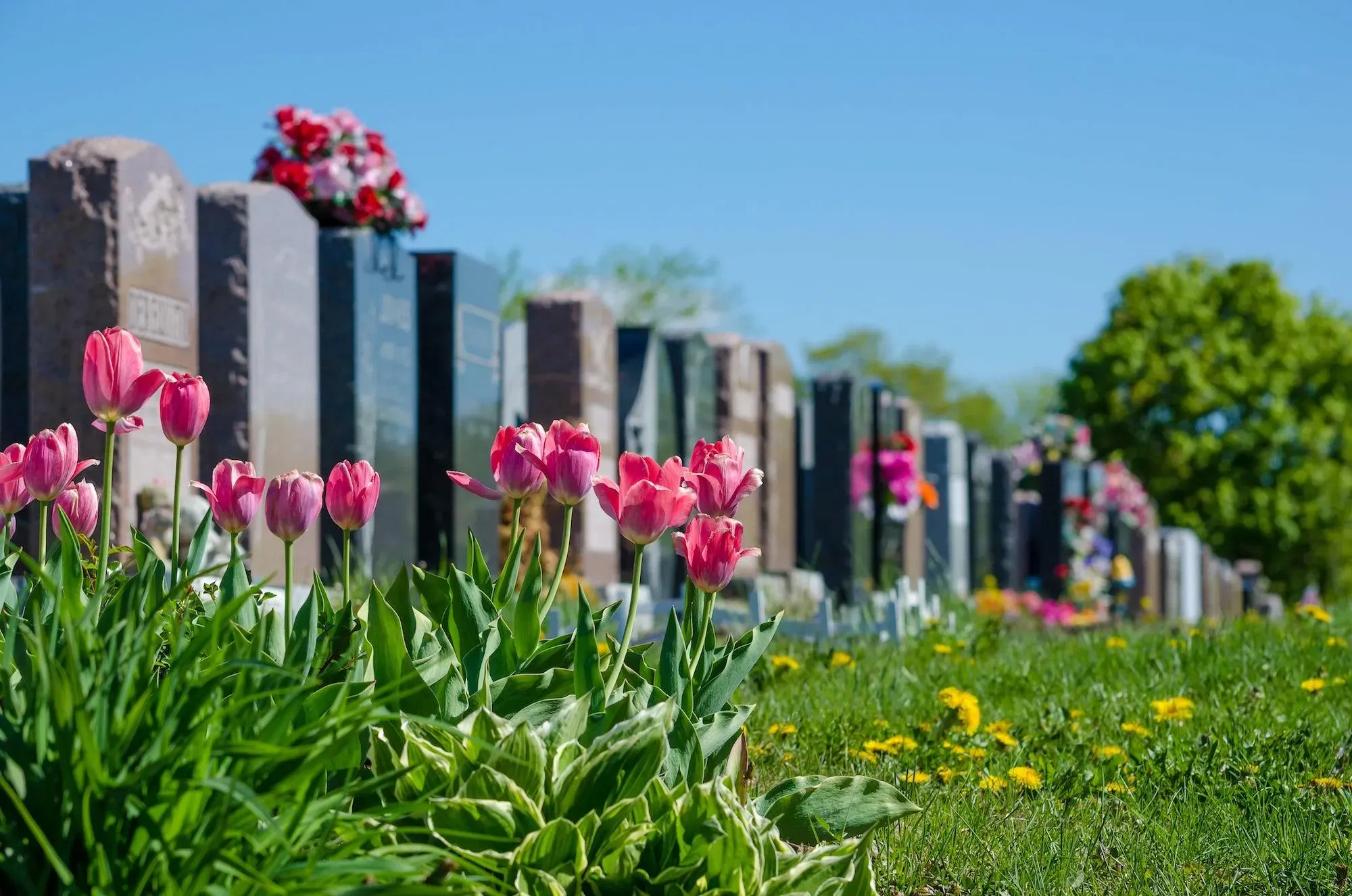 Tulipes roses fleuries en premier plan devant un alignement de tombes.